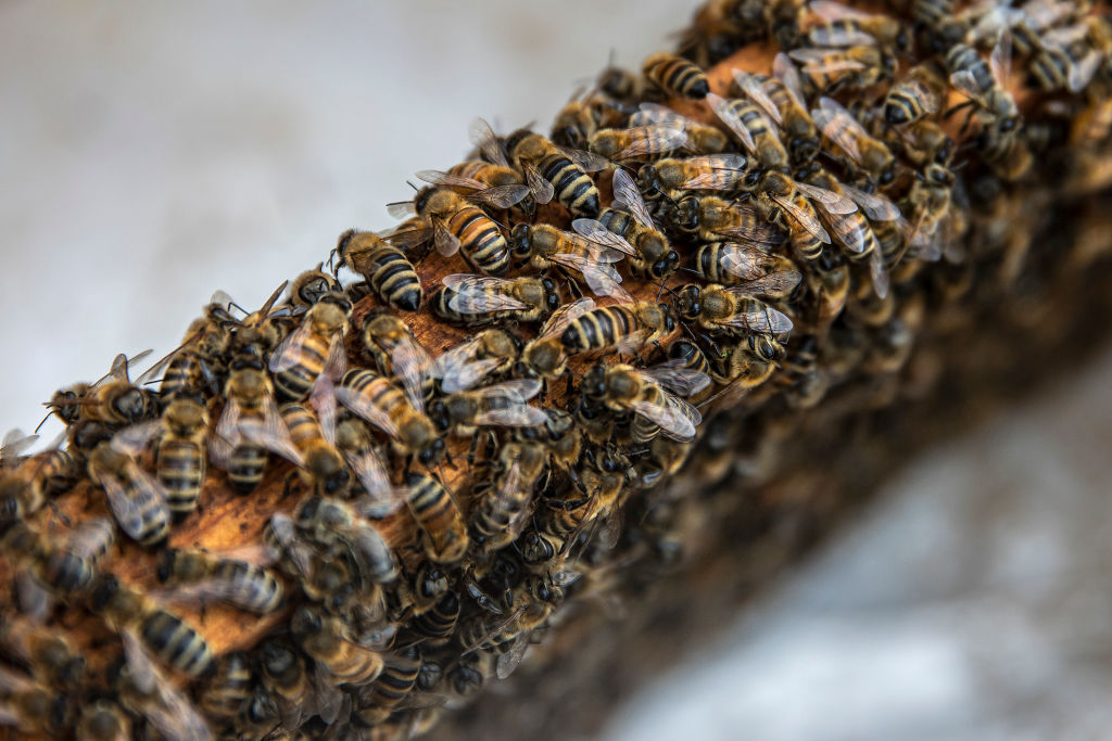 Viral Tiktok Beekeeper Erika Thompson Saves Thousands Of Bees With Her Bare Hands Is Much