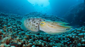 Cephalopods Ace Cognitive Test Designed For Human Children