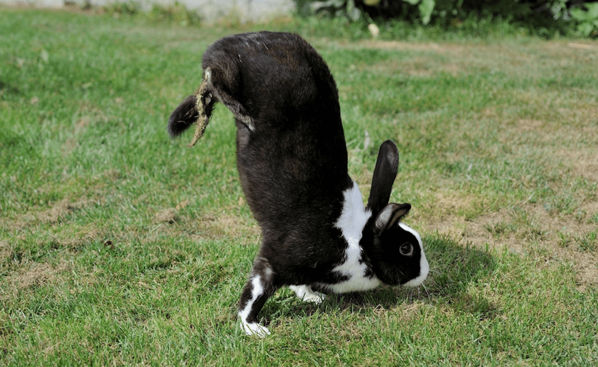 Scientists Think Theyve Figured Out Why These Strange Mutant Rabbits 5210