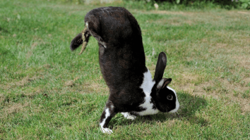 Scientists Think They’ve Figured Out Why These Strange Mutant Rabbits Walk Around Doing Handstands
