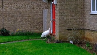 Swan Harasses Neighborhood By Knocking On Doors All Day Long