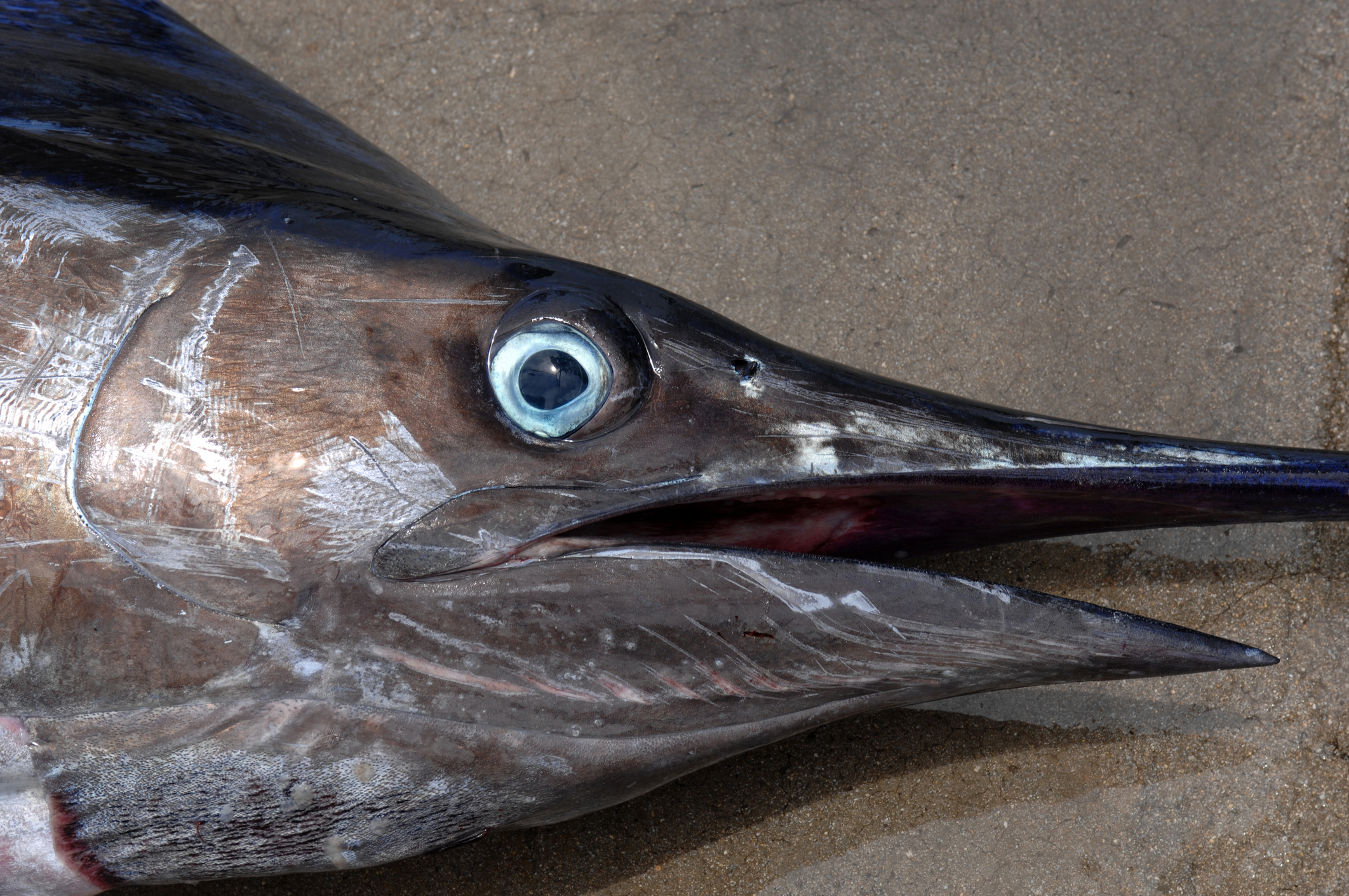 Is This Blue Marlin Being Chased By Sharks in 3Feet Of Water At Jensen