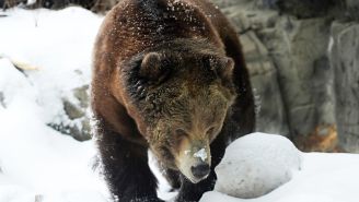 That Time A Bear Got High On 70 Pounds Of Cocaine Is Being Turned Into A Movie