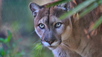 Four Incredibly Rare And Endangered Florida Panthers Spotted Playing Together By Photographer
