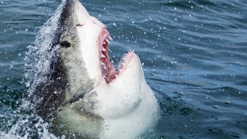 Here’s A Massive Great White Shark Savagely Chewing On A Whale Carcass Off Of Hilton Head