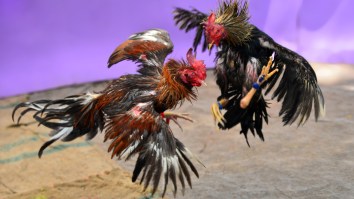 A Rooster Killed Its Owner With A Knife Tied To Its Leg At An Illegal Cockfight