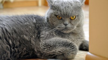 Science Proves What Everyone Already Knew: Cats Are Disloyal Scuzzballs