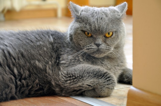 It might not be that cats are disloyal; rather, they may be too socially clueless to understand when someone is not being nice to their owners, according to the new study, which was published in the February issue of the journal Animal Behavior and Cognition.