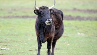 Our Long National Nightmare Is Over As Buddy The Beefalo Has Been Caught After 250 Days On The Loose