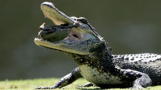 South Carolina Hunter Catches Massive Alligator, Solves Mystery Of Missing Dogs From More Than 20 Years Ago