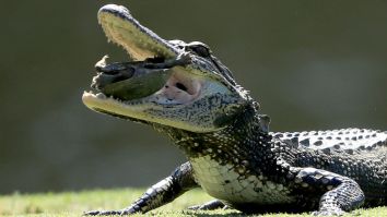 South Carolina Hunter Catches Massive Alligator, Solves Mystery Of Missing Dogs From More Than 20 Years Ago