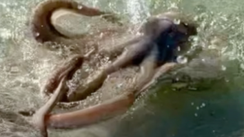Australian Man Films A Pissed-Off Octopus Attacking Him And Shows Off The Gnarly Wound It Left