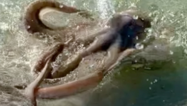 octopus attacks australian man video