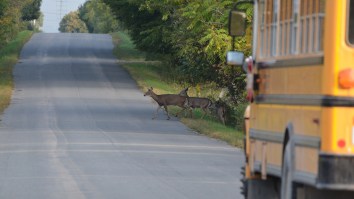 Footage From Inside A School Bus Shows Moment Deer Comes Flying Through Windshield Shocking Everyone Onboard