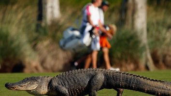 Somehow A Golfer Managed To Land Their Ball On The Back Of An Alligator