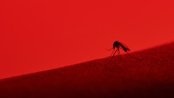 BILLION Genetically Engineered Mosquitoes To Be Released In Florida; Opponents Call Experiment A ‘Pandora’s Box’