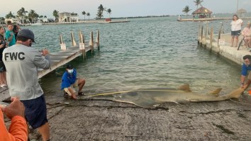 16-Foot Sawfish Becomes Largest One Ever Measured After It Washed Up On A Florida Beach