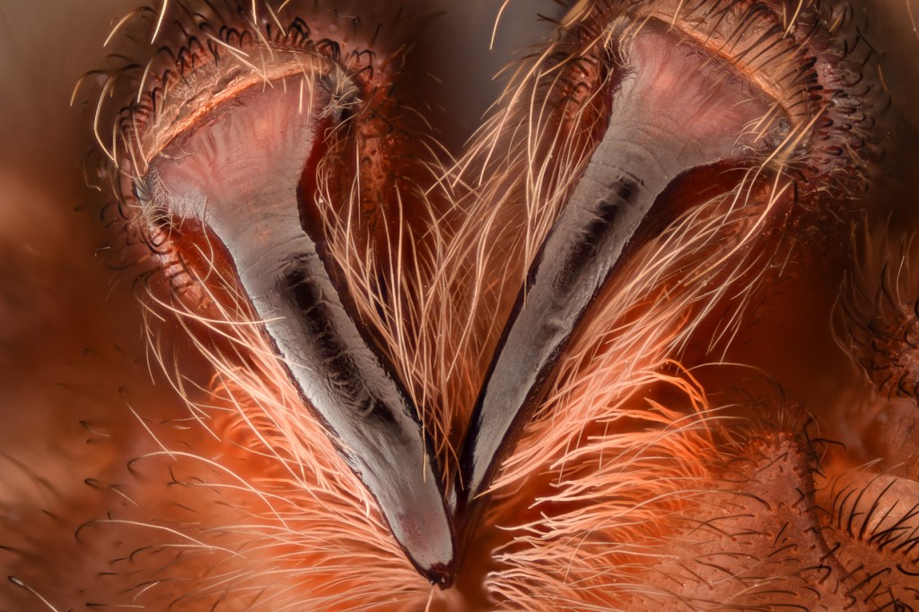 spider fangs up close tarantula