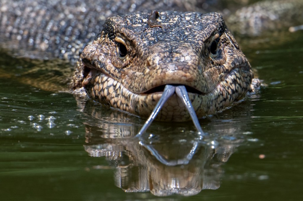 thailand water monitor lizard