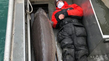 A 240-Pound Lake Sturgeon Caught Near Detroit Called ‘Real-Life River Monster’ And Estimated At 100-Years-Old