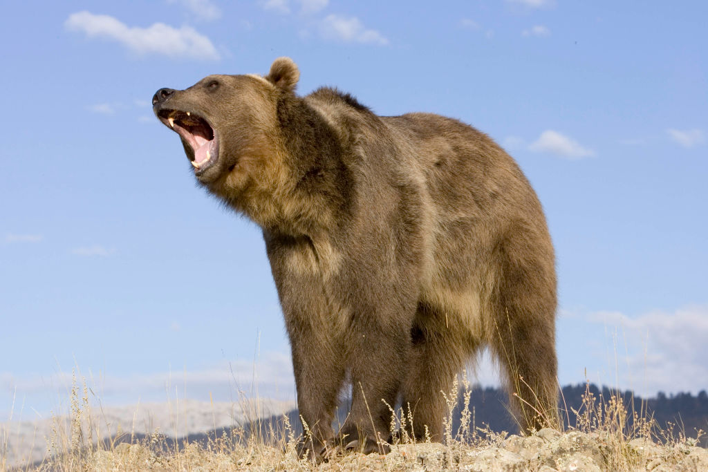 Alaska Man Survives Nasty Mauling By Giant Grizzly Bear