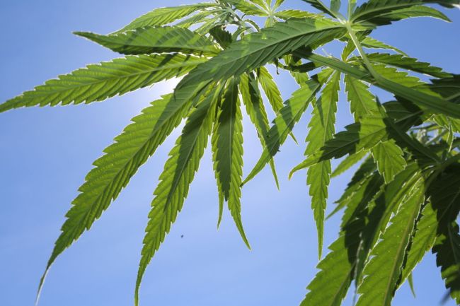 Marijuana Cannabis Hemp Plant