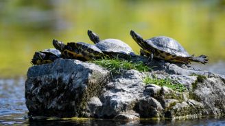 Hundreds Of Turtles Randomly Died At The Same Time In A Half-Mile Stretch Of Minnesota And Nobody Knows Why
