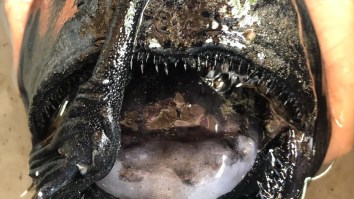 Gnarly Angler Fish That Washed Up On California Beach Looks Like A Kid Tried To Draw His Nightmares