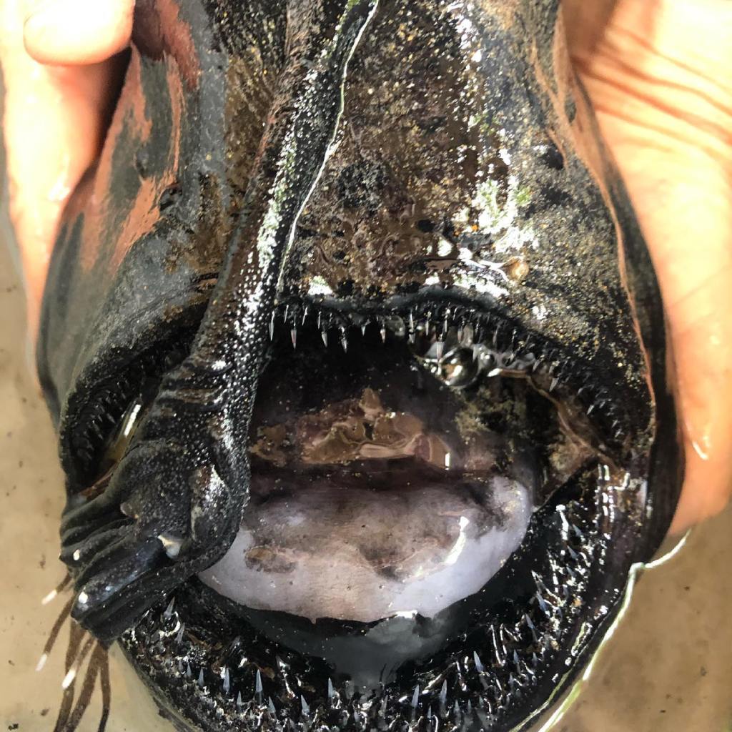 Angler Fish Pacific Footballfish