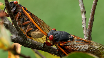 PSA: Swarms Of Cicadas Will Spend The Summer Peeing Uncontrollably On Everything And Anything