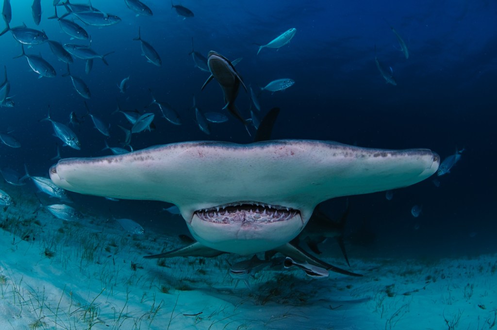 hammerhead shark charges swimmer Panama City Beach