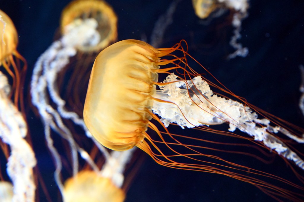 Japanese sea nettle jellyfish paddler tiktok encounter