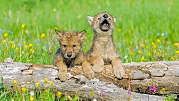 Have You Ever Heard A Baby Wolf Pup’s First Howls? Because It’s Louder Than Expected