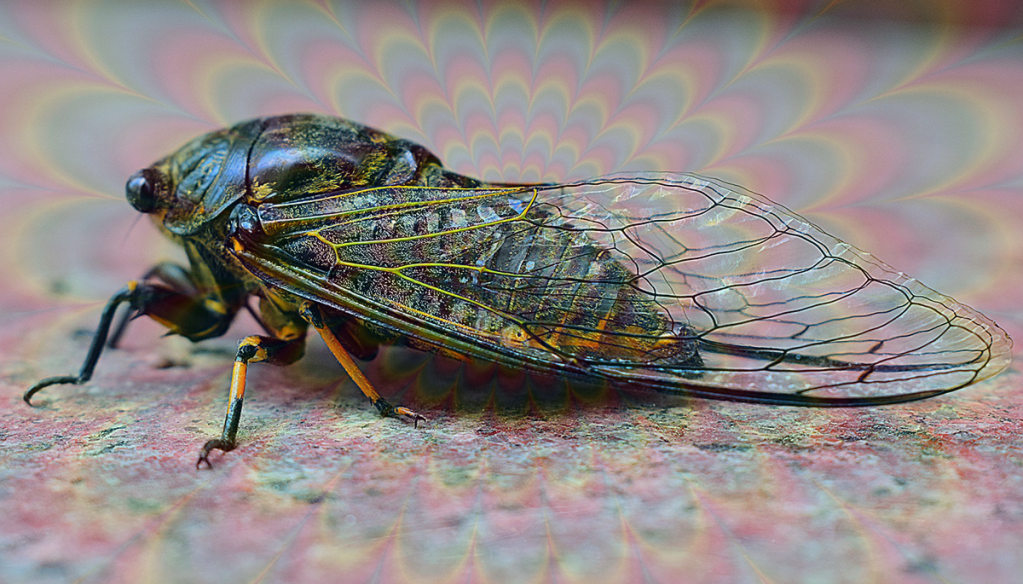 zombie cicadas psychedelic fungus