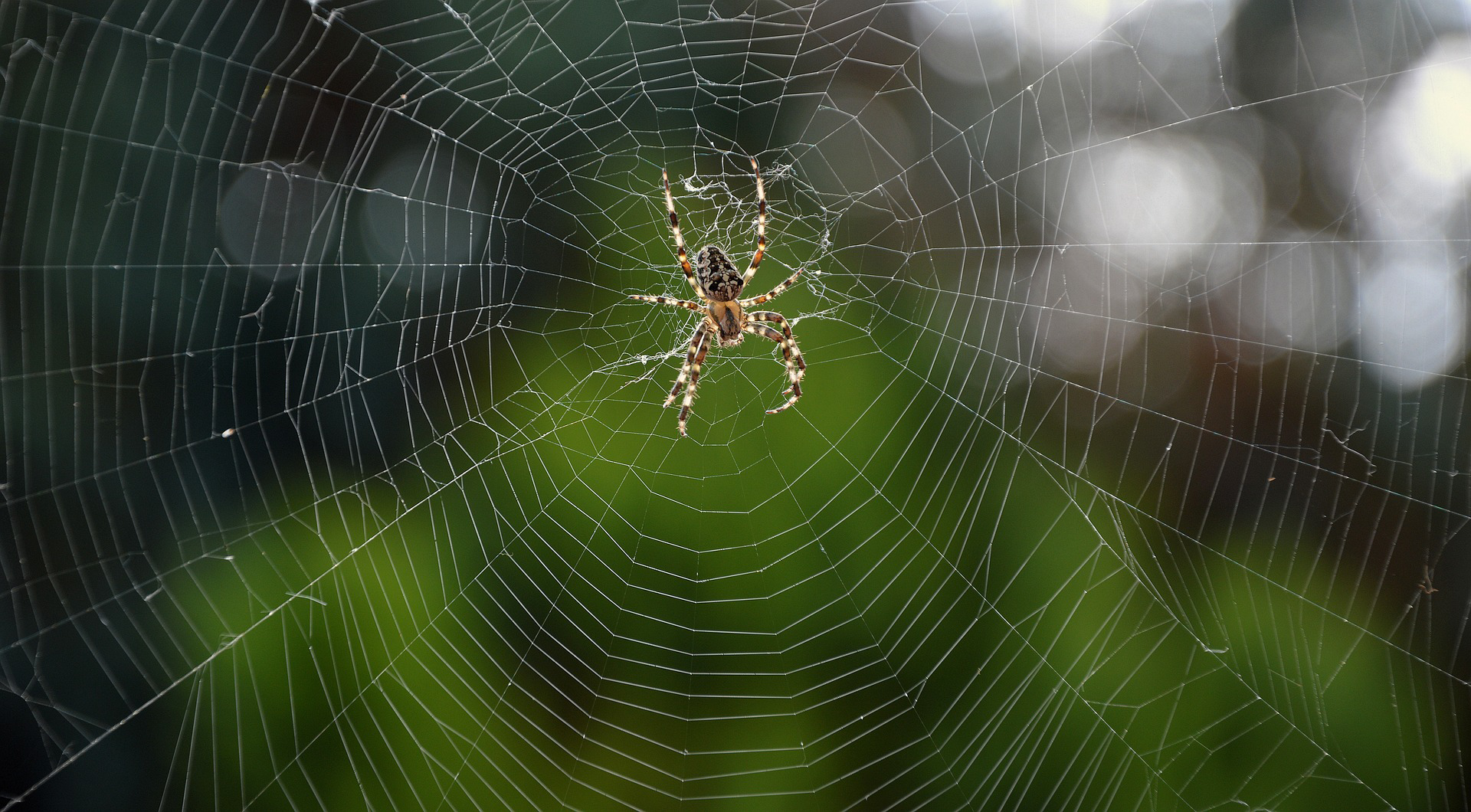 Cobwebs blanket Australian region as spiders flee floods