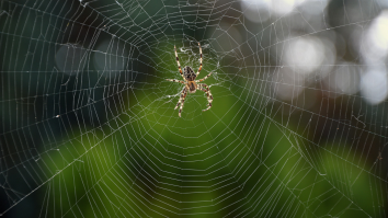 Australia Is In The Midst Of A ‘Spider Apocalypse’ As Gigantic Webs Blanket The Countryside