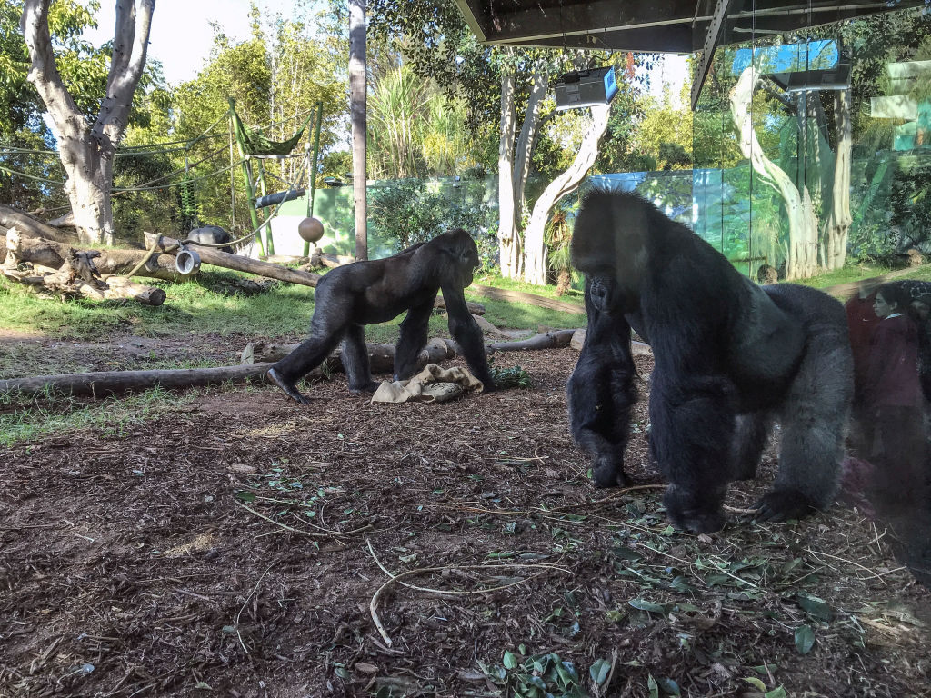 TikTok Video Shows Gorillas React To Snake In Disney Exhibit