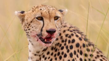 Five Male Cheetahs Will Be Tasked With Repopulating An Entire Species In India After 50+ Years Of Extinction