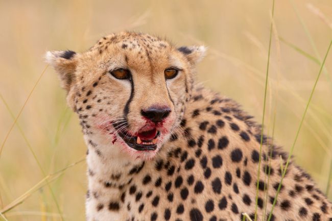 Cheetah India South Africa