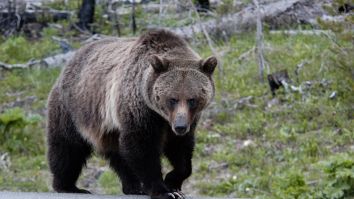 Tense Video Shows Ranger Scare Off Massive Charging Grizzly Bear In Yellowstone National Park With Rubber Bullets