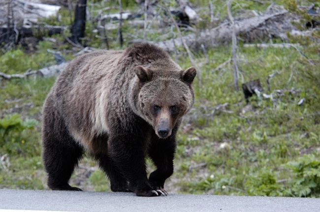 Grizzly Bears on Yellowstone Road