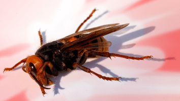 Heads Up, Scientists Just Found The First Murder Hornet Of 2021 In The United States