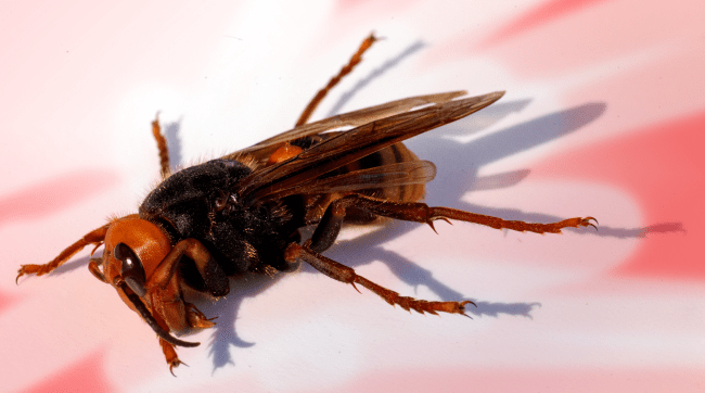 The First Murder Hornet Of 2021 Has Been Found In The United States