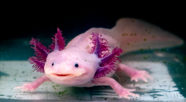 axolotl mexican salamader