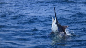 Crew Lands Second-Largest Atlantic Blue Marlin Ever Caught And It Tipped The Scales At 1,370 Pounds