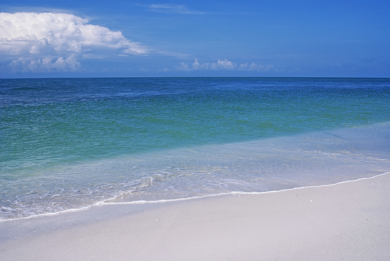 Hammerhead Shark Filmed On Boca Grande Beach In AnkleDeep Water