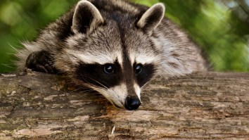 This Twitter Thread About Raccoons Crashing Through A Bedroom Ceiling Is A Wild Ride With A Twist At The End