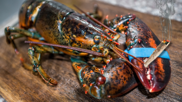 Could Getting Lobsters Super Stoned Before Cooking Make Their Deaths More Humane? A New Study Tried To Find Out