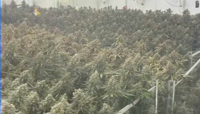 Paul Pierce marijuana grow house video