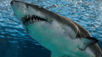 Archaeologists Discover The World’s Oldest Shark Attack Victim Who Had A VERY Bad Time Based On The Number Of Bite Marks